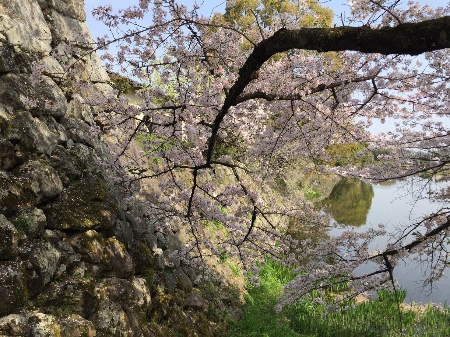 郡山城と桜